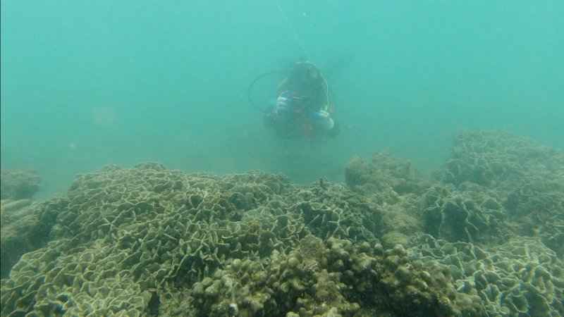 跟深圳大鹏珊瑚保育志愿者夜潜海底:蹲守4天首次拍到珊瑚排卵