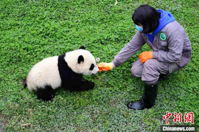 带上口罩的饲养员陪同大熊猫宝宝一起玩耍。　李传有 摄