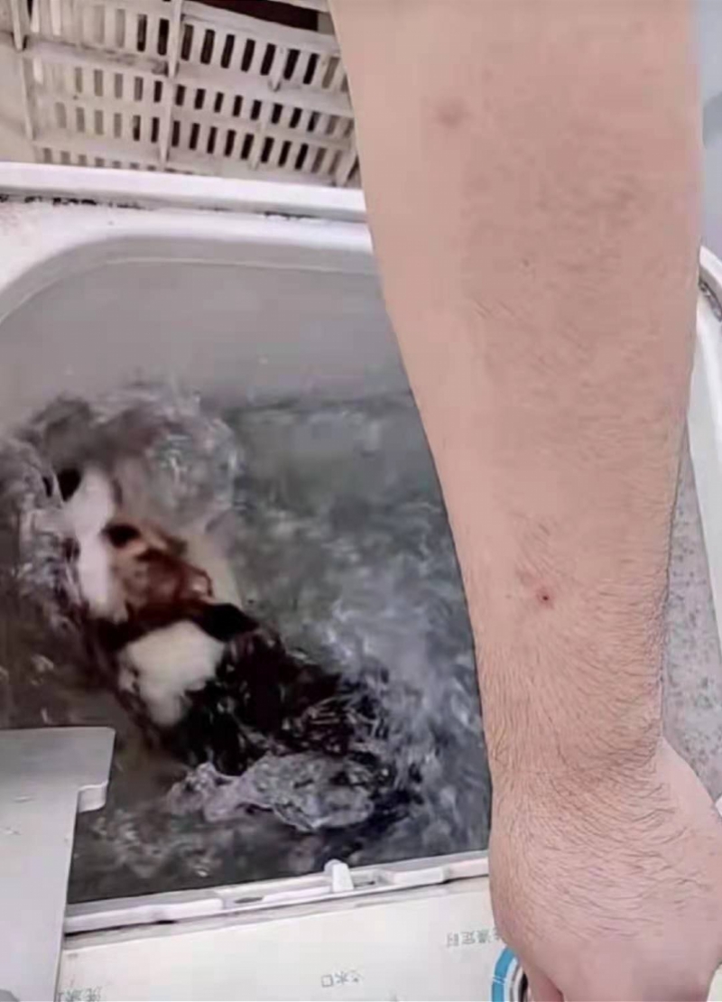 “用洗衣机搅洗柯基”案犬主认错!其朋友编造虐狗谣言被拘留